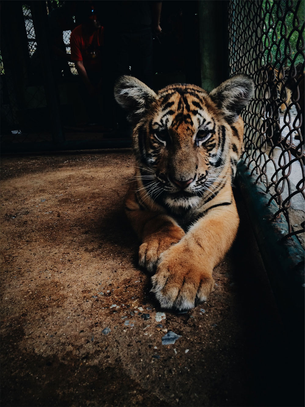 The tiger who flew halfway across the world for a better life
